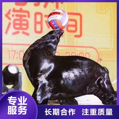 海上樂(lè)園奇妙夜 鸚鵡表演與冰雕藝術(shù)的完美交融